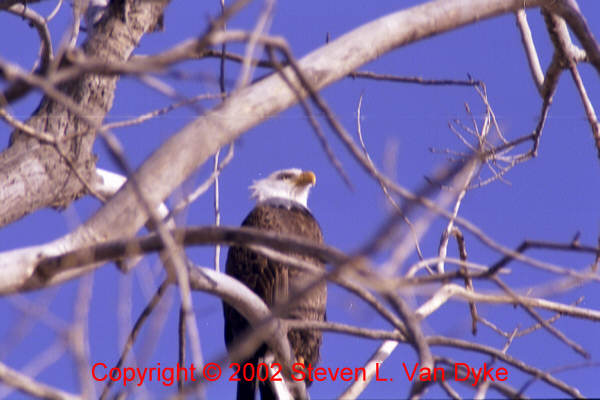Copyright � 2002 by Steven L. Van Dyke